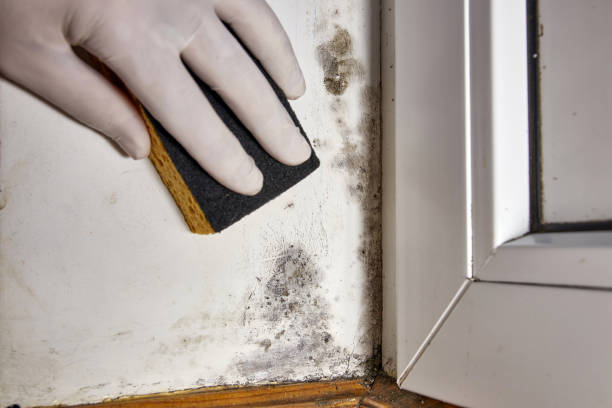 Best Emergency Mold Remediation  in Keokea, HI